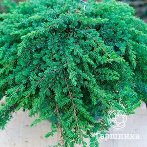 

Можжевельник Гринмантл обыкновенный