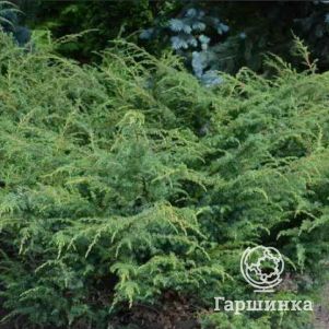 Можжевельник обыкновенный Бартон