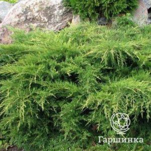 

Можжевельник Пфитцера Вильгельм Пфитцер