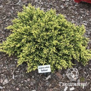 

Можжевельник прибрежный Санфлауэр