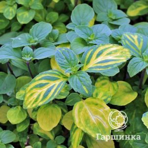 

Мята Джинджер