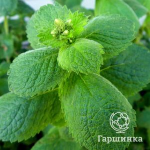 

Мята Эппл Минт