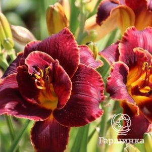 

Лилейник Найт Эмберс