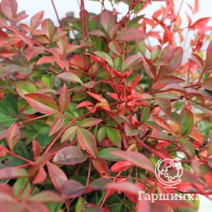 

Нандина домашняя Обсессед