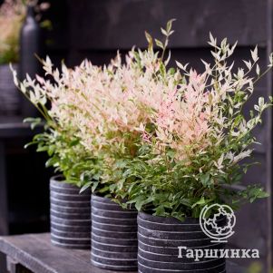 

Нандина домашняя Твайлайт