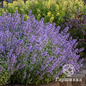 

Котовник Фассена Катс Мяу