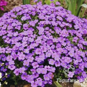 

Обриета Блю Шейдес