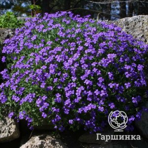 

Обриета Хамбургер ШтадтПарк