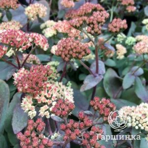 

Очиток (седум) Рейнбоу Ксенокс