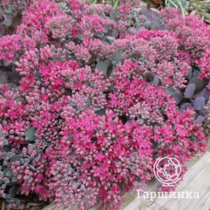 

Очиток (седум) Робустум