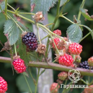 

Ежевика Оуачита