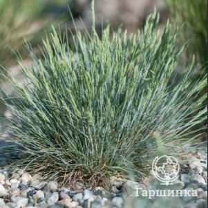 

Овсяница Глауканта валийская