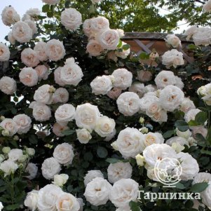 Роза Палас Роял (Вайт Эден Роуз), Мейян (лиц)