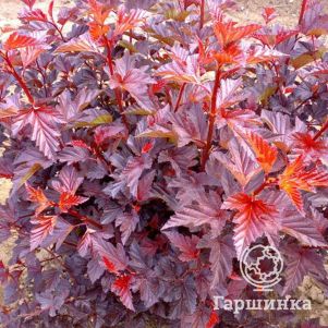 Пузыреплодник Ред Барон