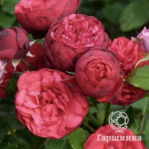 Роза Пиано чайно-гибридная, Тантау (лиц)