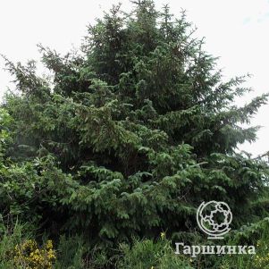 

Ель ситхинская