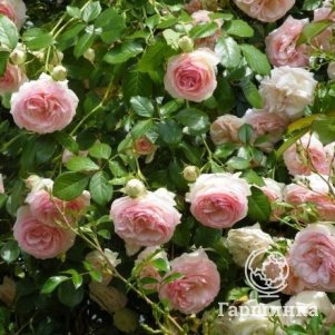 

Роза Эден Роуз (Пьер Де Ронсар) плетистая, Топалович (лиц)