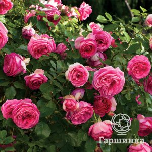 

Роза Пинк Эден Роуз, Мейян (лиц)