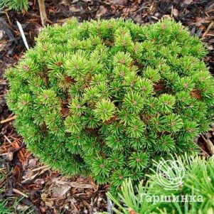 

Сосна горная Мопс Прухонис