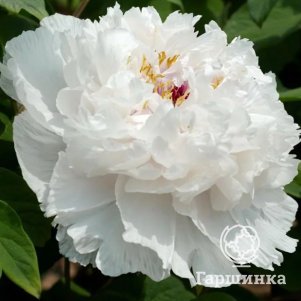 

Пион Ароматный Нефрит древовидный белый