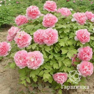 

Пион Благородная дама древовидный розовый