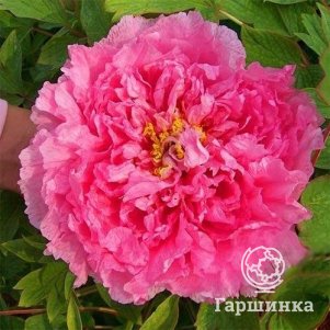 

Пион Розовая водяная лилия древовидный розовый