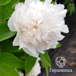 

Пион Снежная башня древовидный белый