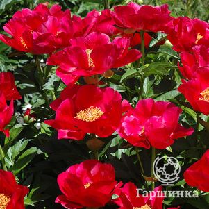 

Пион Карина