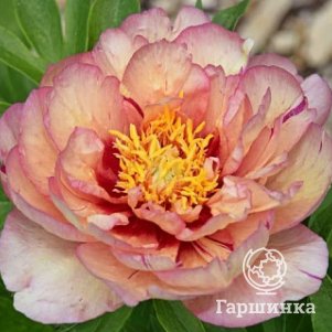 Пион Келлис Мемори 5900₽