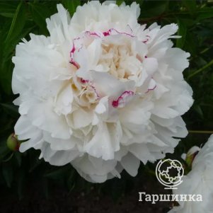 Пион Красная звезда на снежном холме белый