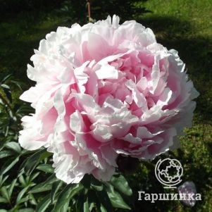 Пион Кенингин Вильгельмина 690₽