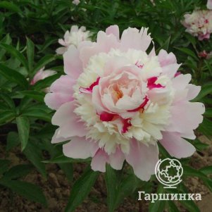 

Пион Очарование Восхода многоцветный