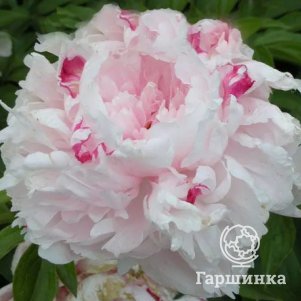 

Пион Весенний снег розовый