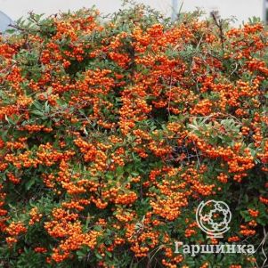 

Пираканта Оранж Глоу