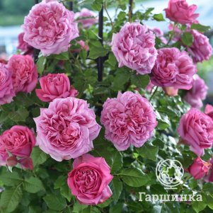 

Роза Помпадур чайно-гибридная, Imperial Rose