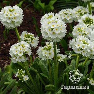 

Примула мелкозубчатая Вайт (Альба)