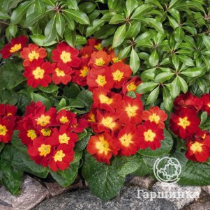 

Примула высокая Пиано Файр