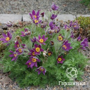 

Прострел обыкновенный Пинвил Блю Вайолет