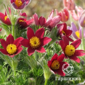 

Прострел обыкновенный Пинвил Дак Ред Шейдес