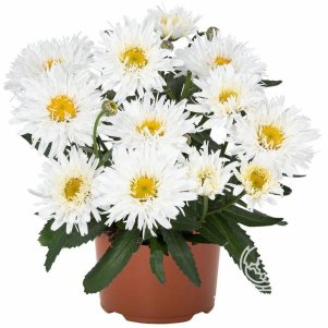 Ромашка (Нивяник) Свит Дейзи Ребекка