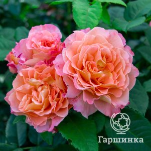 

Роза Августа Луиза чайно-гибридная