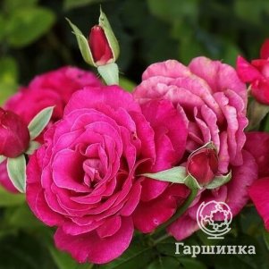 

Роза Барон Эдмонд Де Ротшилд чайно-гибридная