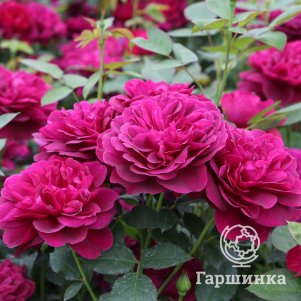 

Роза Дарси Бассел