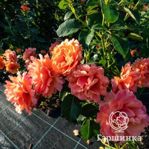 

Роза Изи Даз Ит