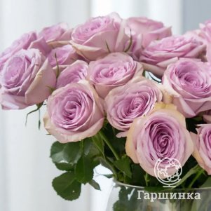 Роза Луллаби