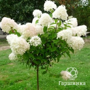 

Гортензия на штамбе Роял Фловер (Королевский цветок) 100 см