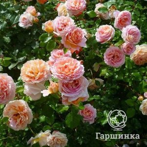 Роза Абрахам Дерби кустарниковая