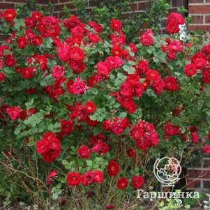 Роза Шамплейн канадская парковая (лиц)