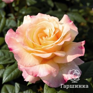 

Роза Акварель чайно-гибридная