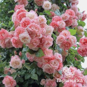 

Роза Амаретто флорибунда, Топалович (лиц)